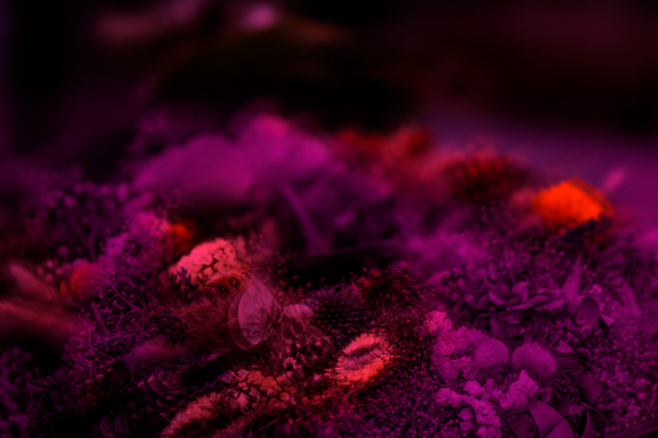 Bild 1 von Blumen Kreativ